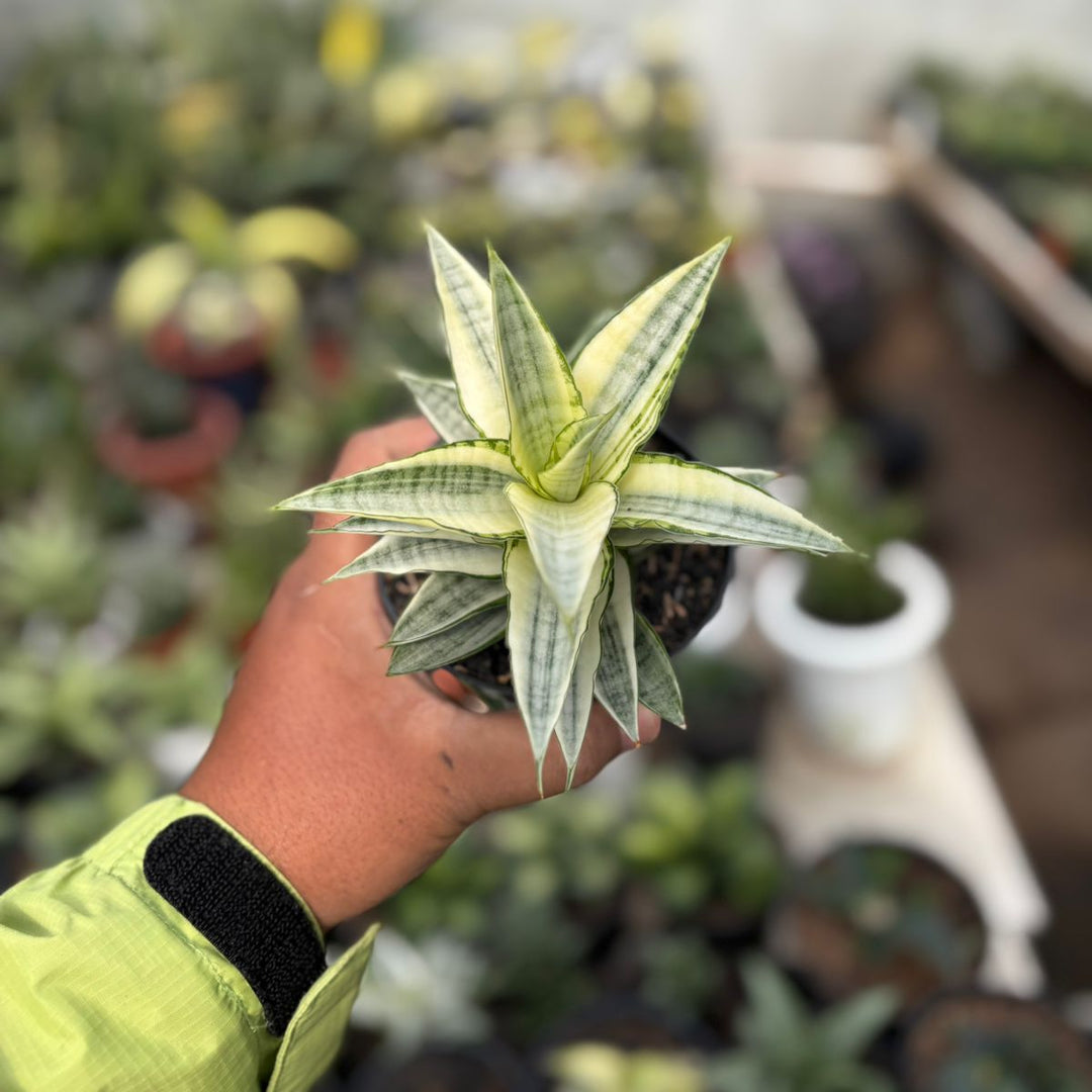 SA34 Sansevieria gabriela variegated