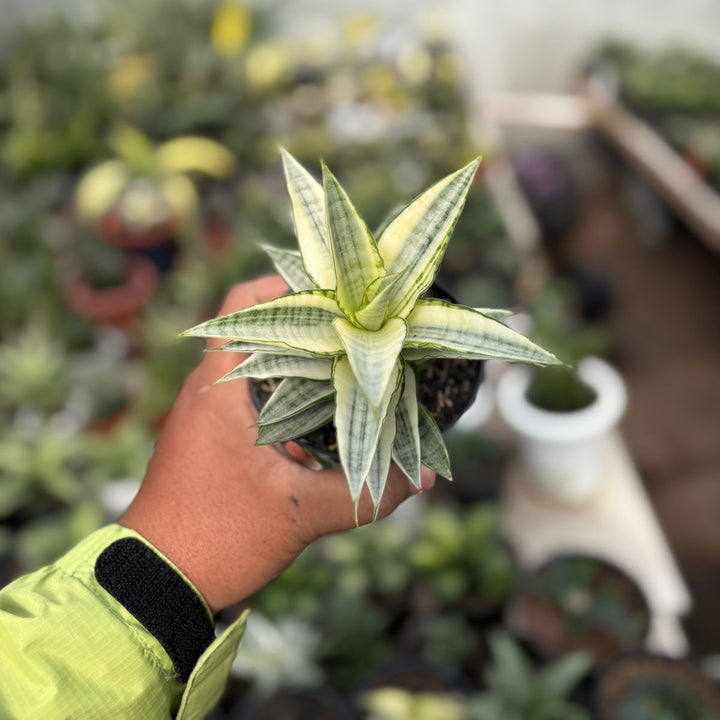 SA34 Sansevieria gabriela variegated