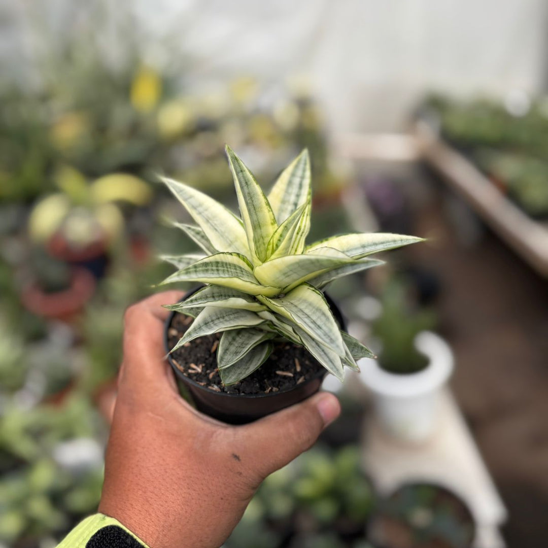 SA34 Sansevieria gabriela variegated
