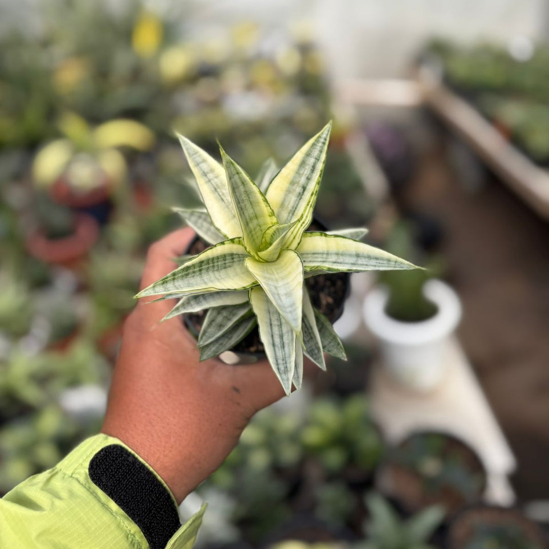 sansevieria hybrid gabriela SA34 Sansevieria gabriela variegated