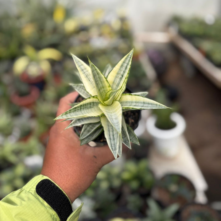SA34 Sansevieria gabriela variegated