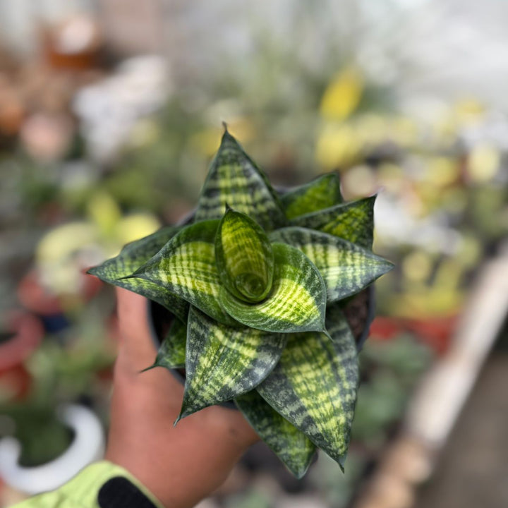 SA12 Sansevieria Racingline