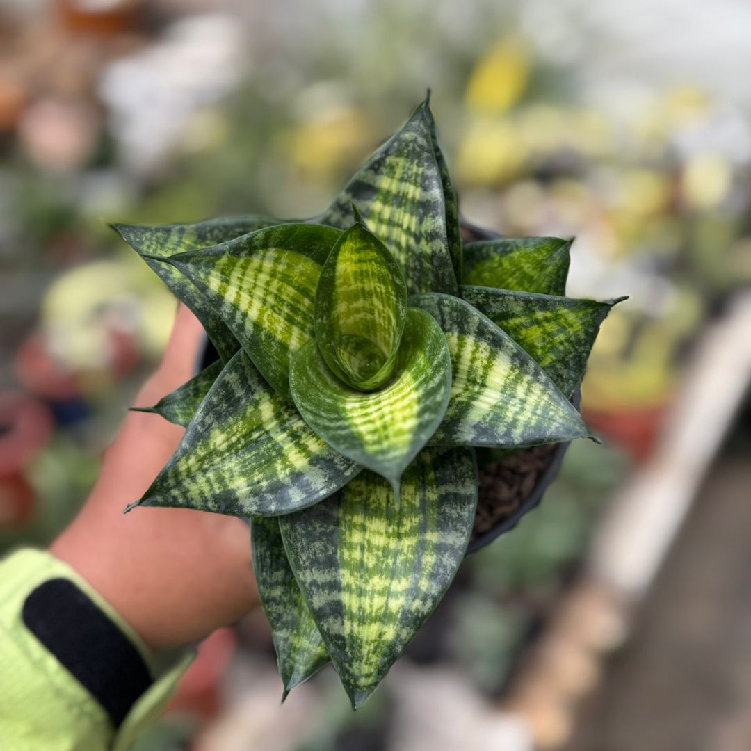 SA12 Sansevieria Racingline