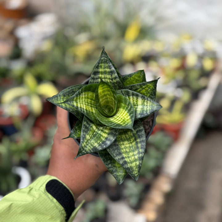 SA12 Sansevieria Racingline