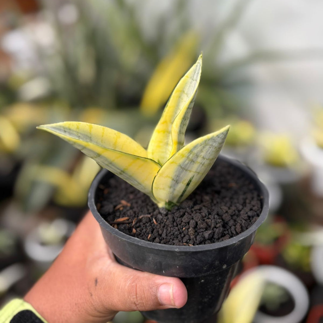 SA05 Sansevieria spyder variegated