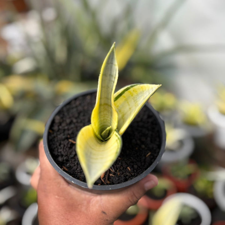 SA05 Sansevieria spyder variegated
