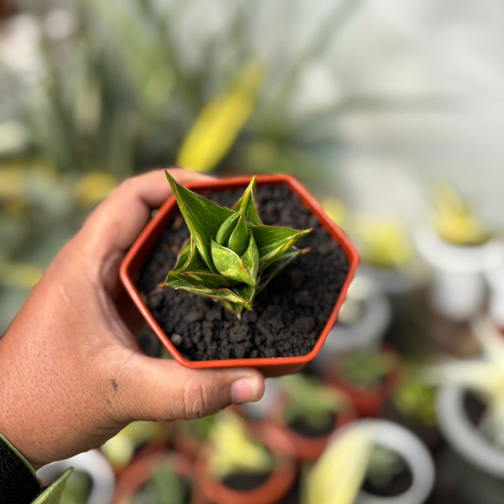 SA30 Sansevieria tower variegated