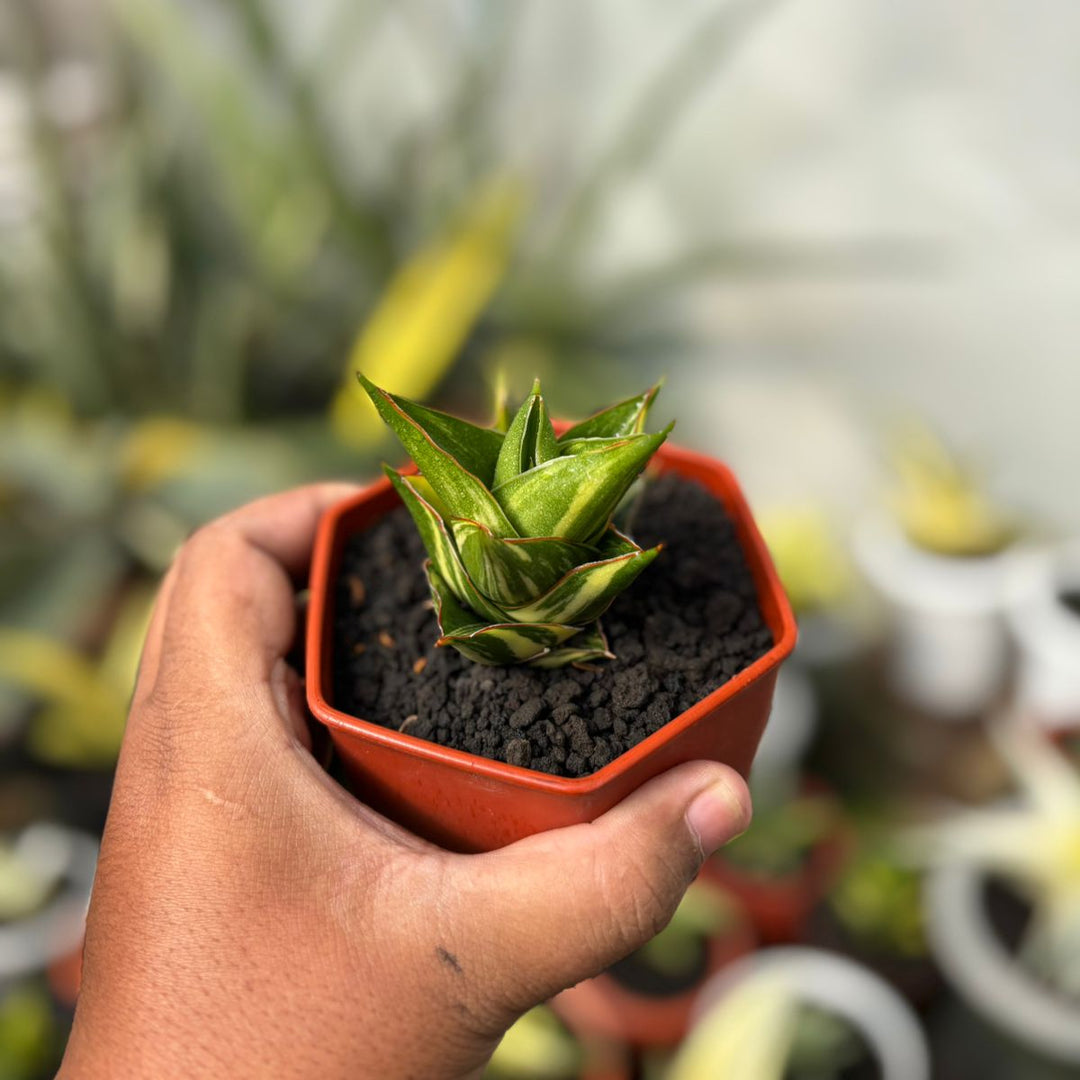 SA30 Sansevieria tower variegated