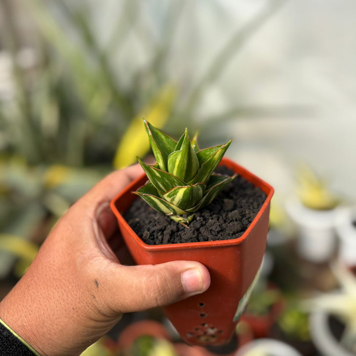 SA30 Sansevieria tower variegated