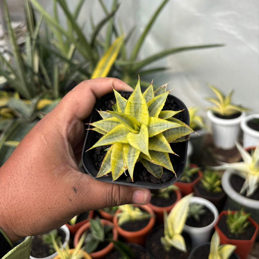 SA31 Sansevieria sweet celery variegated