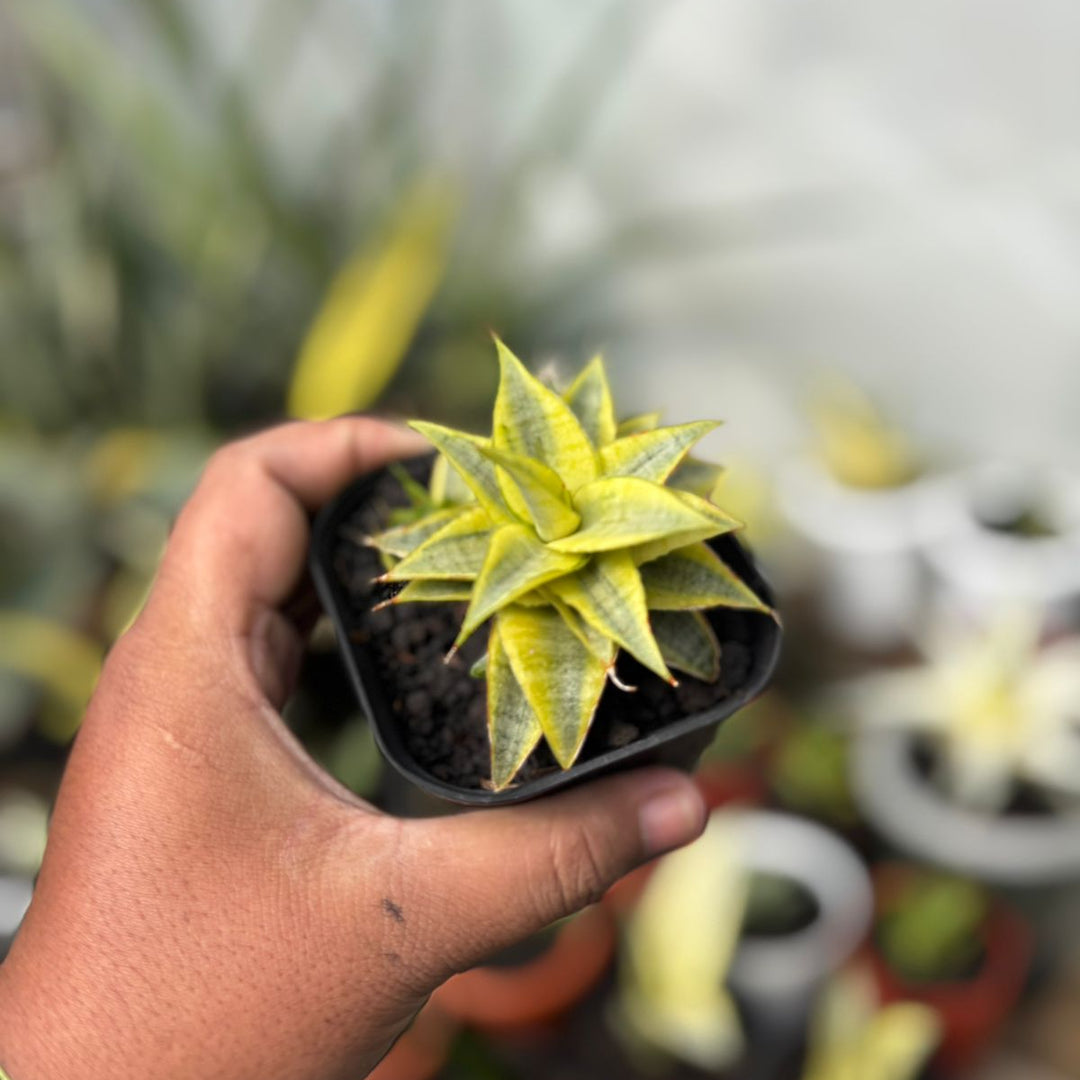 SA31 Sansevieria sweet celery variegated