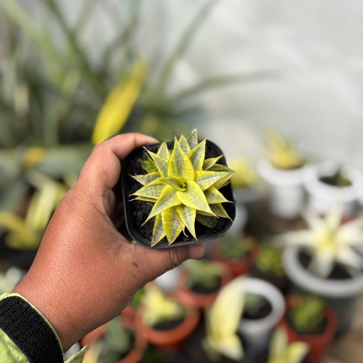 SA31 Sansevieria sweet celery variegated