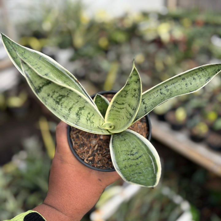 SA09 sansevieria pliong