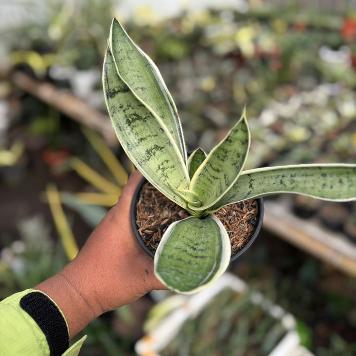 SA09 sansevieria pliong