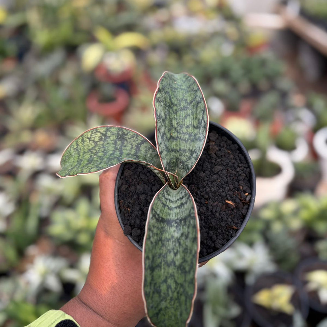 Sansevieria  SP Lake Eyase