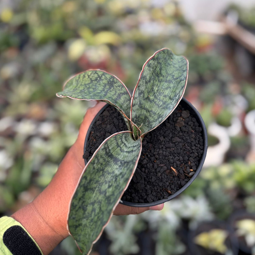 Sansevieria  SP Lake Eyase