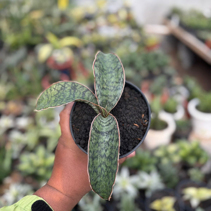 Sansevieria  SP Lake Eyase