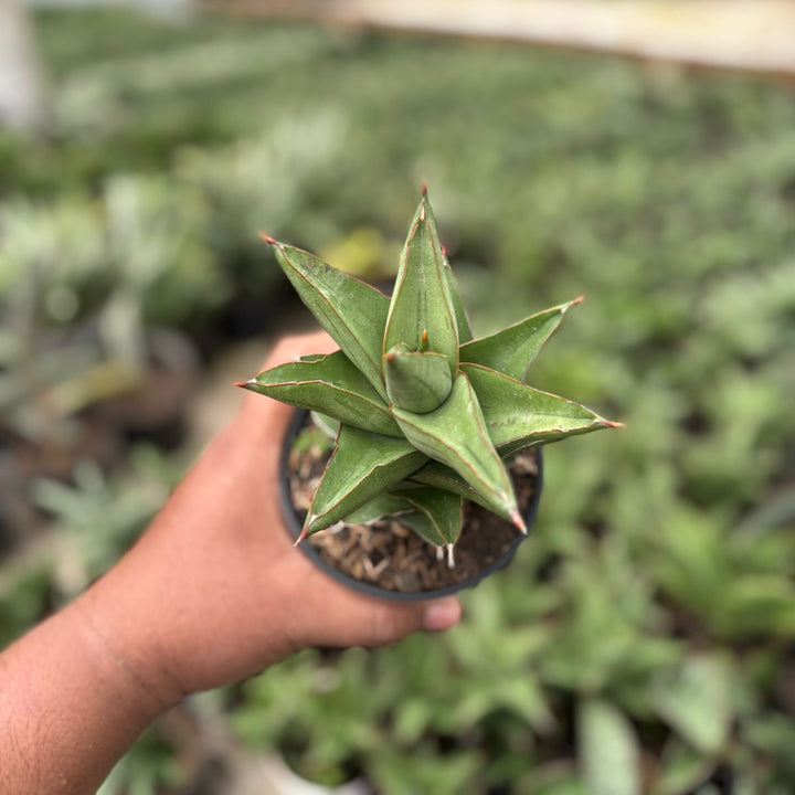 EXACT PLANT Sansevieria maryam