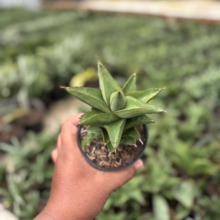 EXACT PLANT Sansevieria maryam