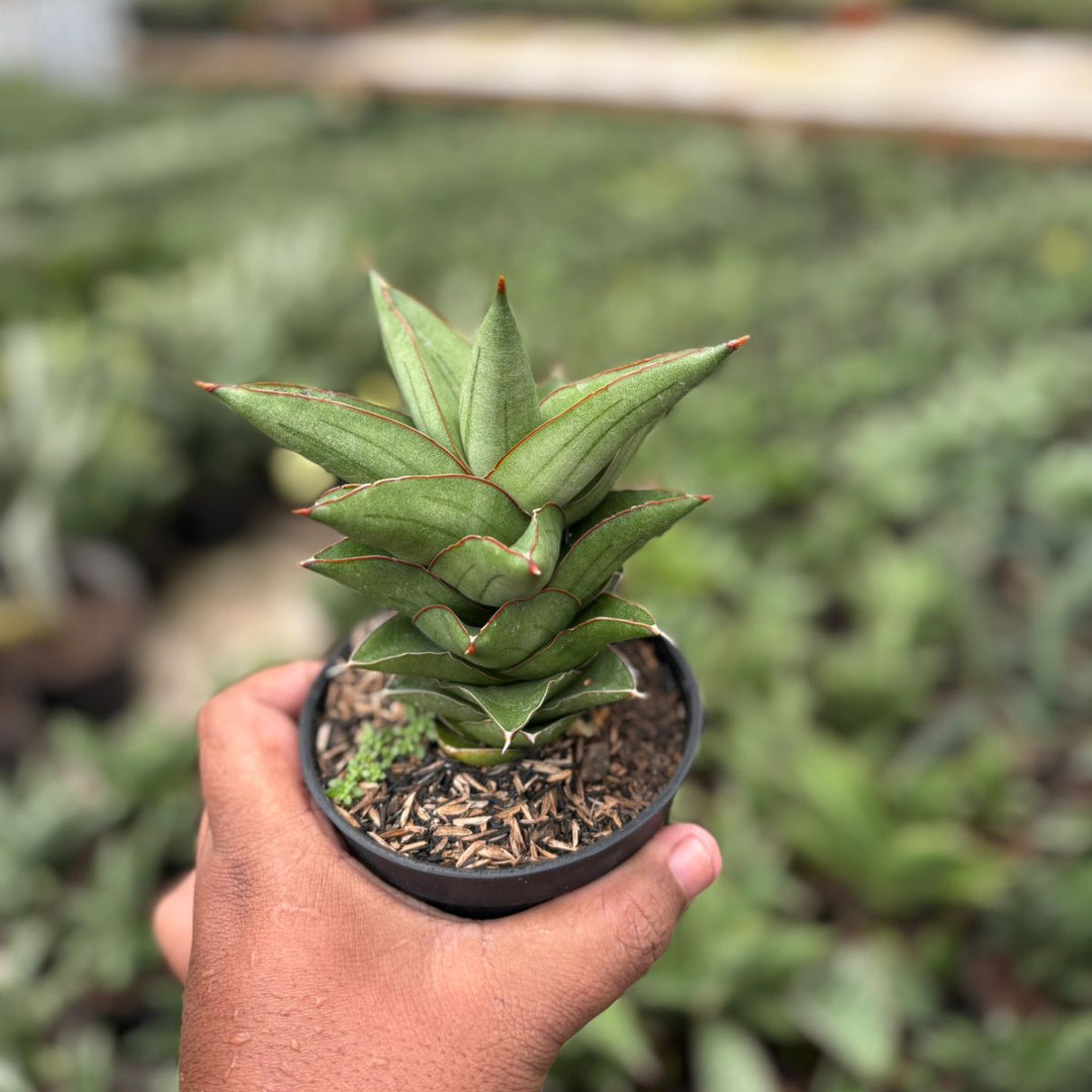 sansevieria succulent plant EXACT PLANT Sansevieria maryam – Succulentasia