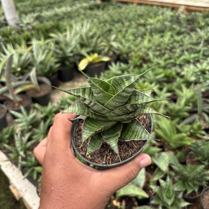 EXACT PALNT Sansevieria jodipati