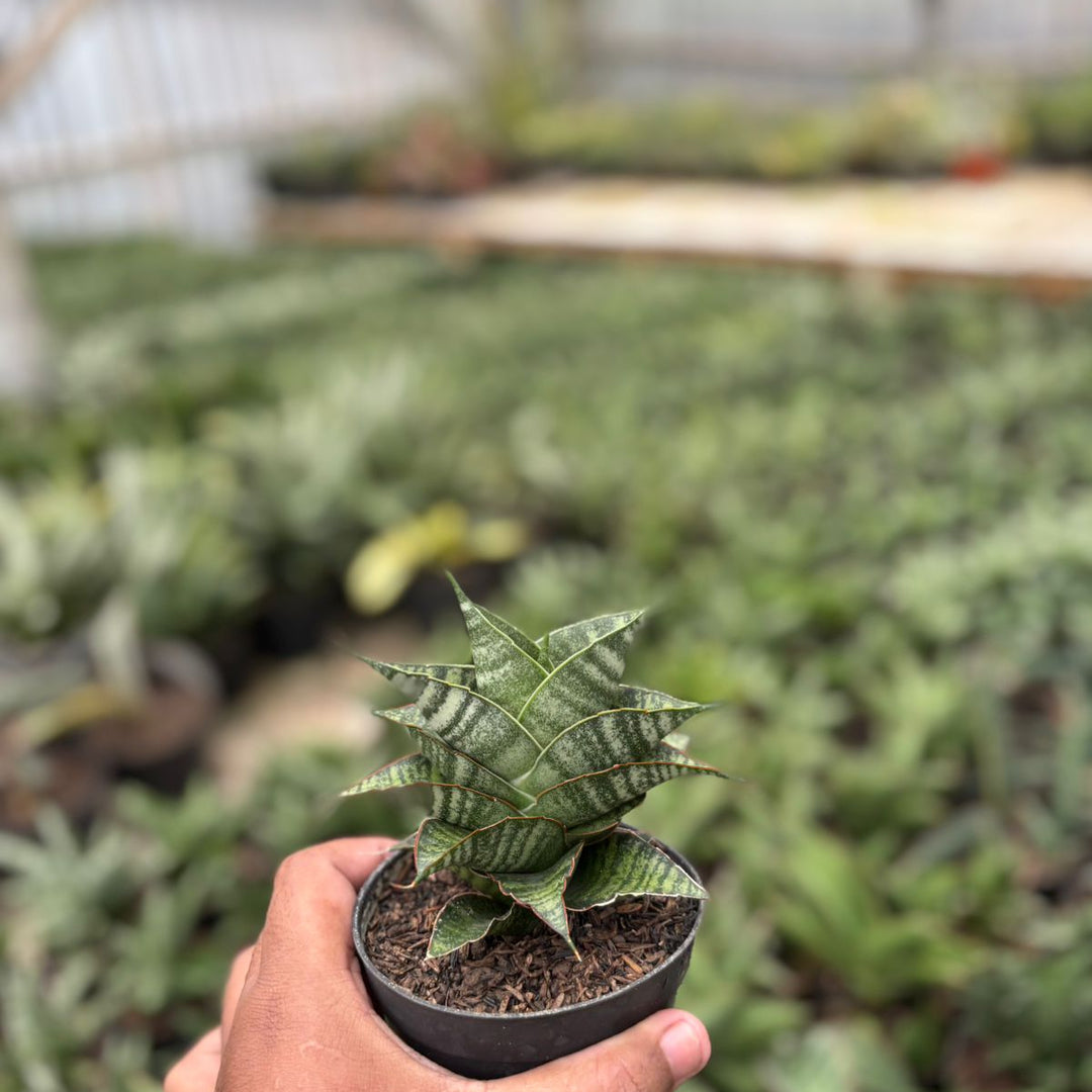 EXACT PALNT Sansevieria jodipati