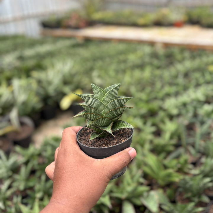 EXACT PALNT Sansevieria jodipati