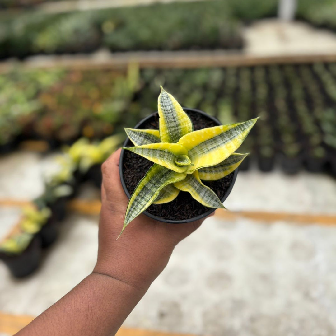 EXACT PLANT Sansevieria  spyder variegated aurea
