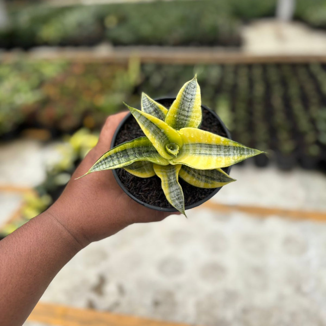 EXACT PLANT Sansevieria  spyder variegated aurea