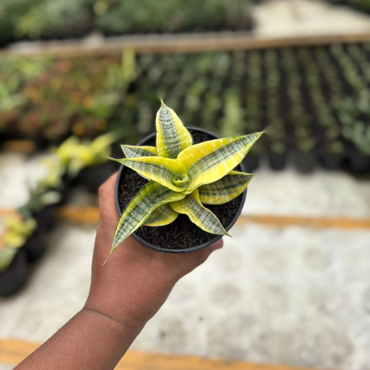 EXACT PLANT Sansevieria  spyder variegated aurea