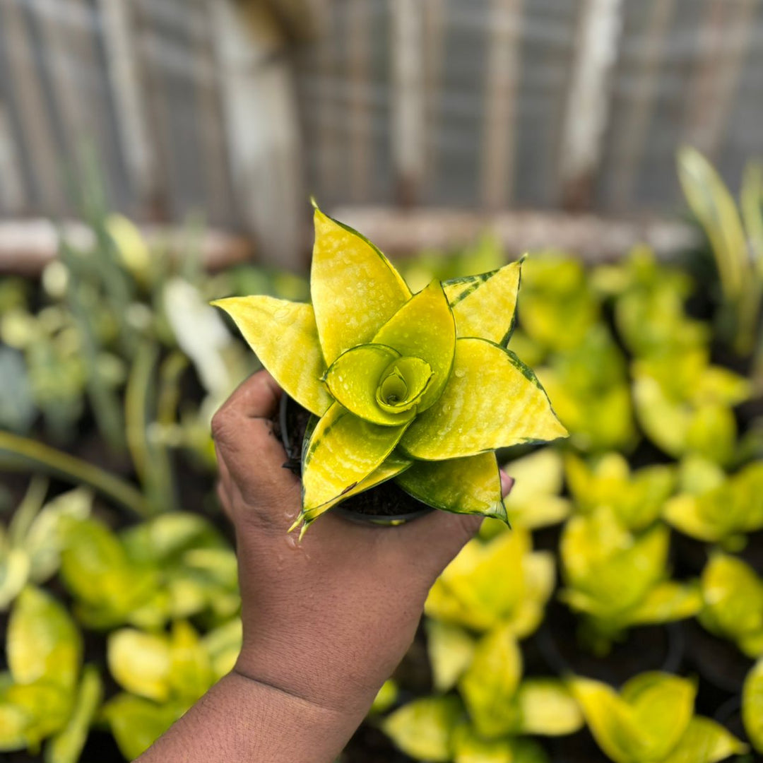 EXACT PLANT  Sansevieria  hahni philipine gold