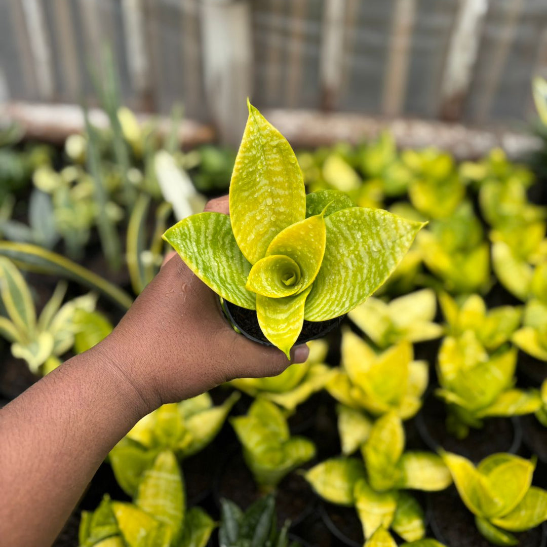 EXACT PALNT  S ansevieria  hahni lime