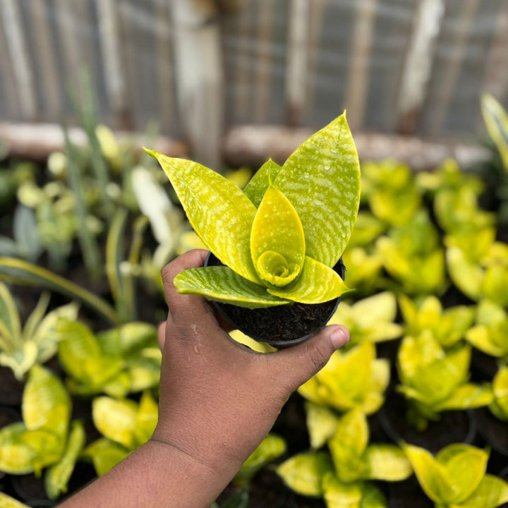 EXACT PALNT  S ansevieria  hahni lime