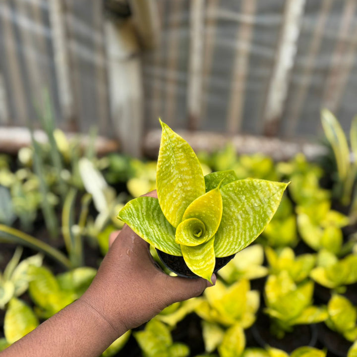 EXACT PALNT  S ansevieria  hahni lime