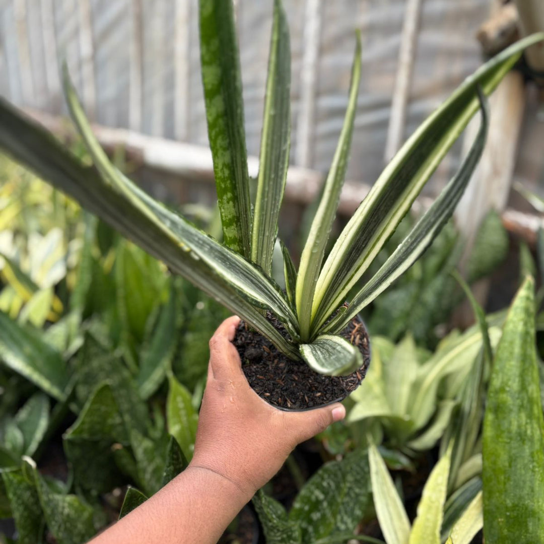 Sansevieria Bentel Sensation  Batik