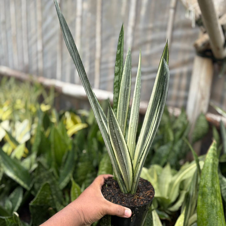 Sansevieria Bentel Sensation  Batik