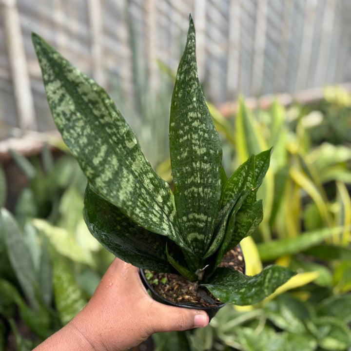 EXACT PLANT Sansevieria  black brazilian