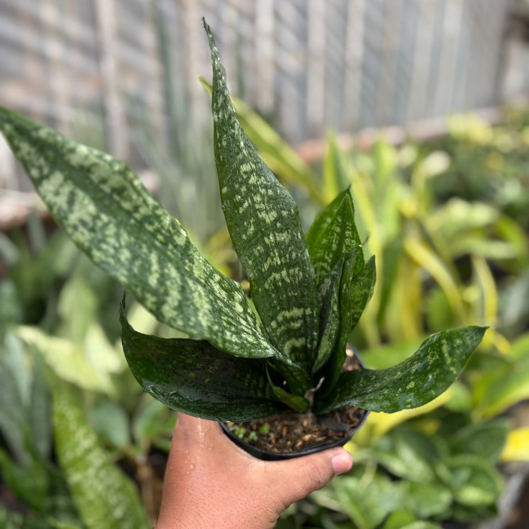 EXACT PLANT Sansevieria  black brazilian