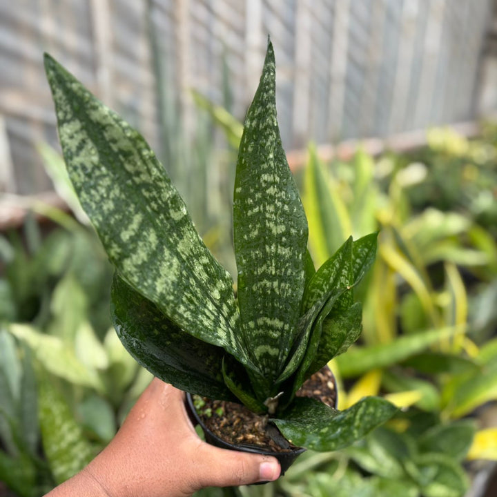 EXACT PLANT Sansevieria  black brazilian