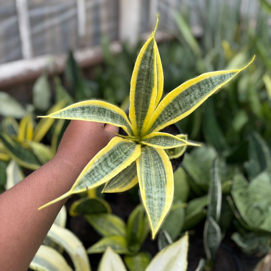 EXACT PLANT Sansevieria trifasciata yellow tripe