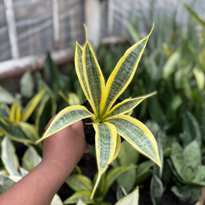 EXACT PLANT Sansevieria trifasciata yellow tripe