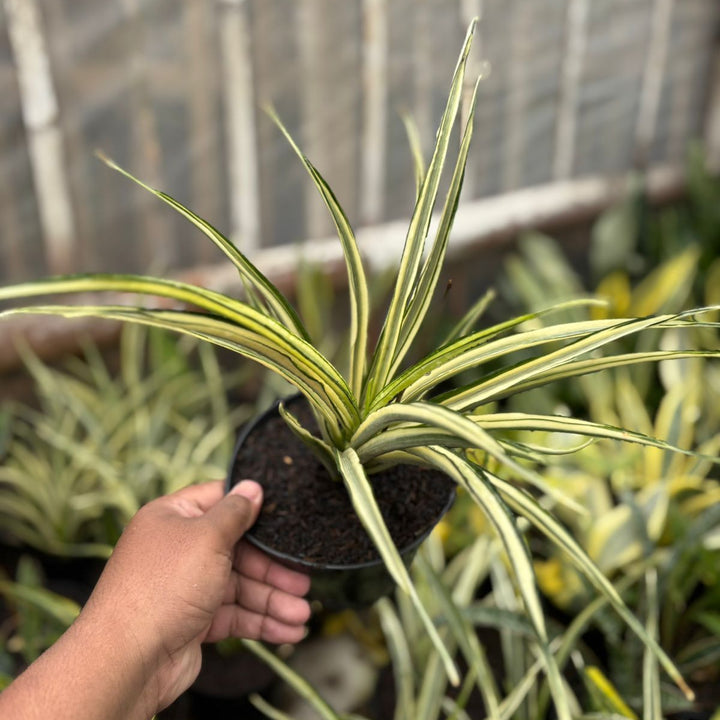 EXACT PLANT sansevieria parpalancet variegated