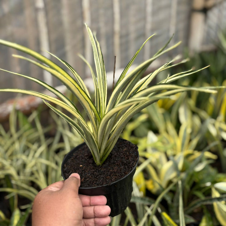 EXACT PLANT sansevieria parpalancet variegated