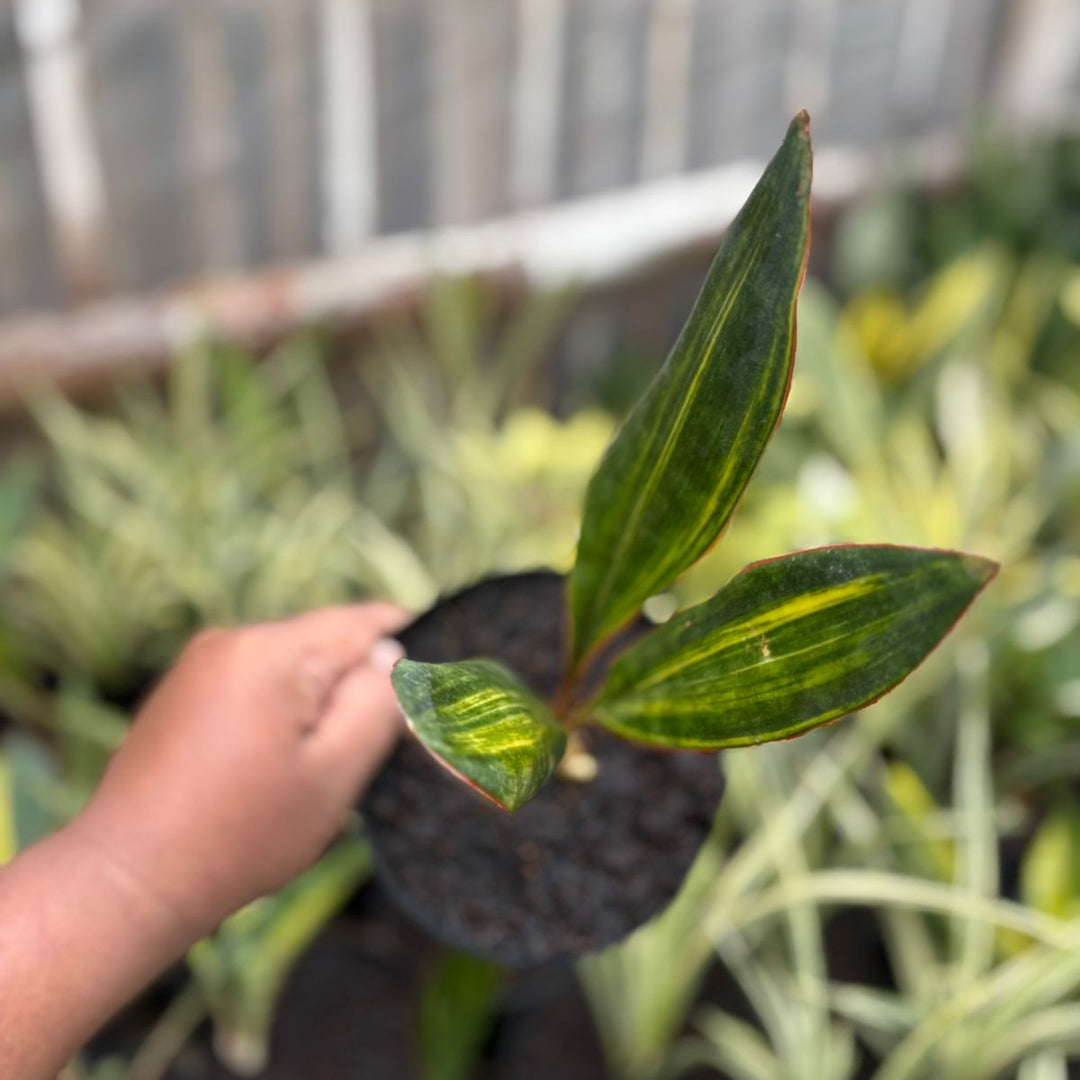 EXACT PLANT Sansevieria  conshina variegated