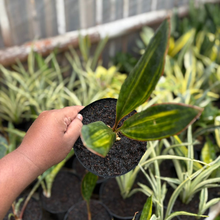 EXACT PLANT Sansevieria  conshina variegated