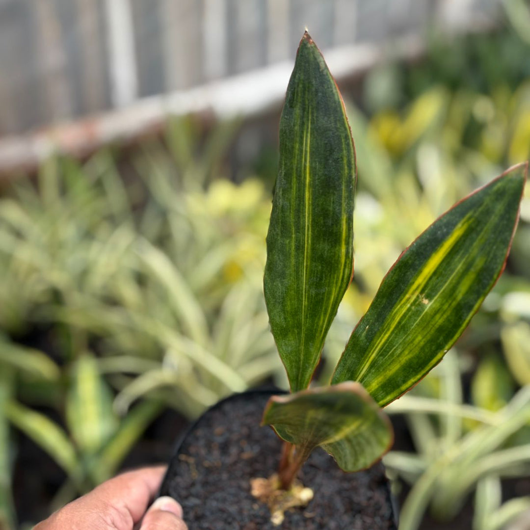sansevieria concinna for sale EXACT PLANT Sansevieria conshina variegated – Succulentasia