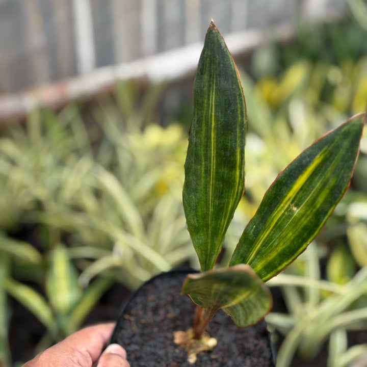 EXACT PLANT Sansevieria  conshina variegated