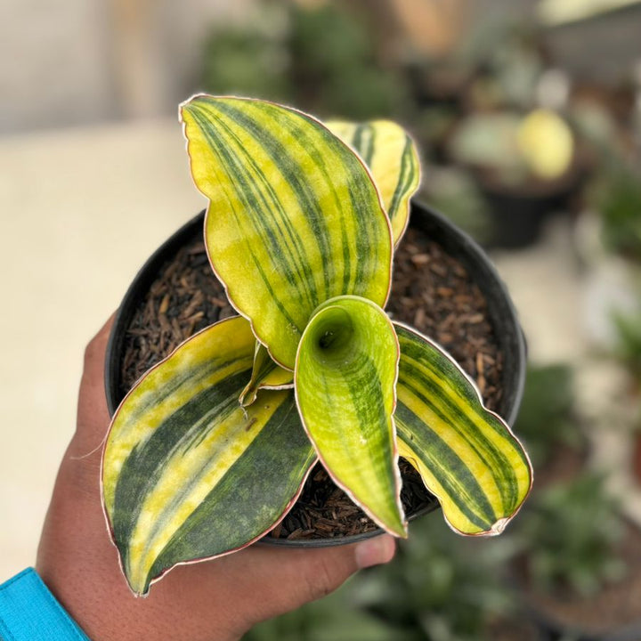 Sansevieria Mason Bowel Variegated