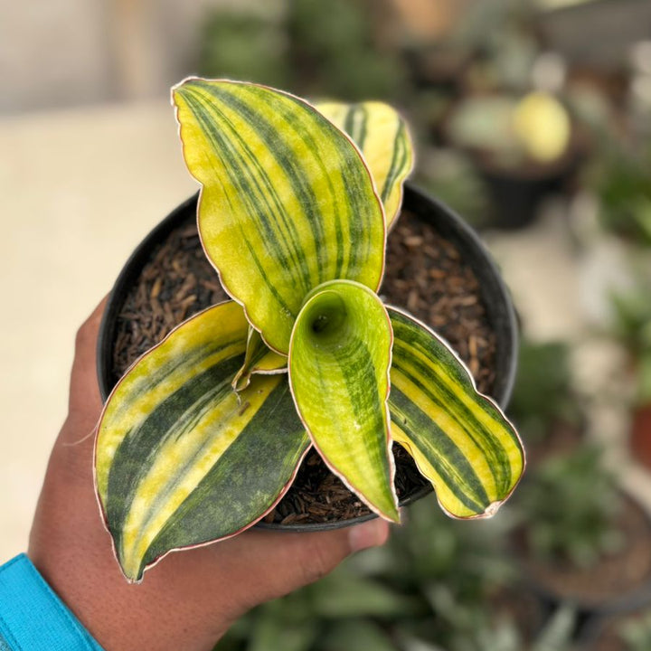 Sansevieria Mason Bowel Variegated