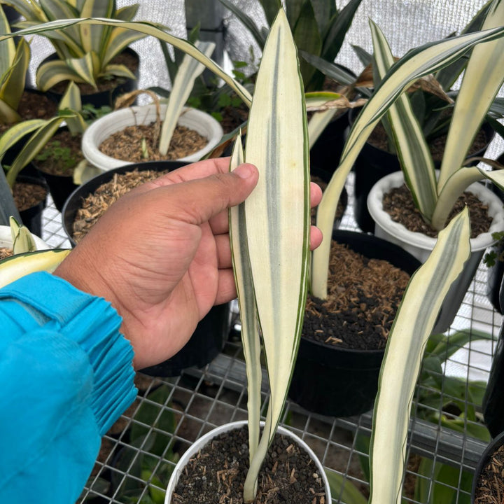 Sansevieria Beauty Queen